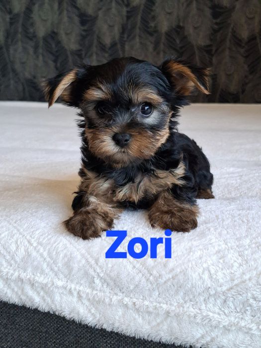 Yorkshire Terrier piesek
