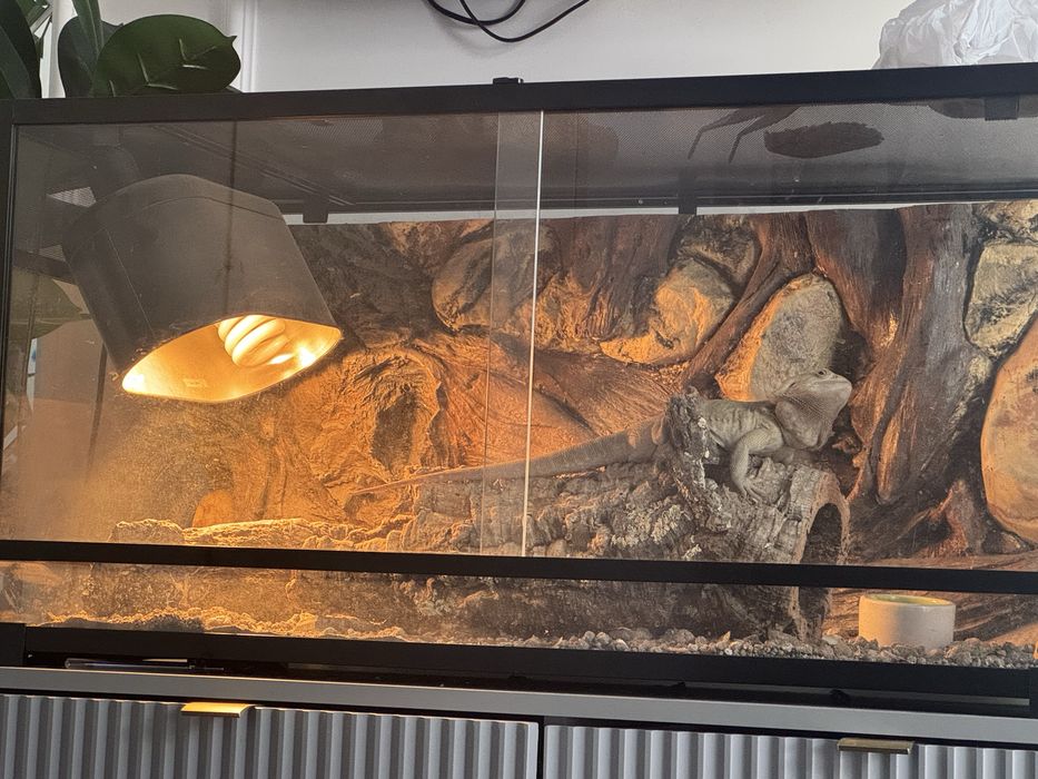 Agama brodata z terrarium