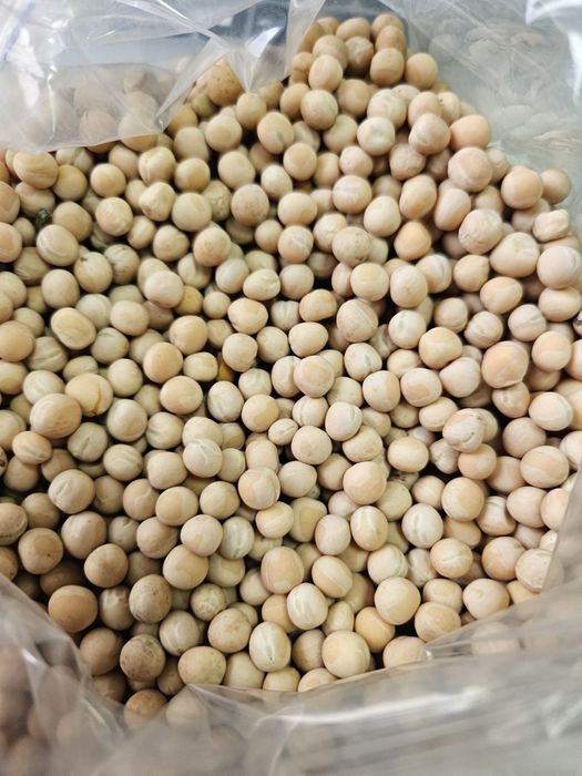 Продам Насіння Ярого Жовтого, та Зеленого Гороху.