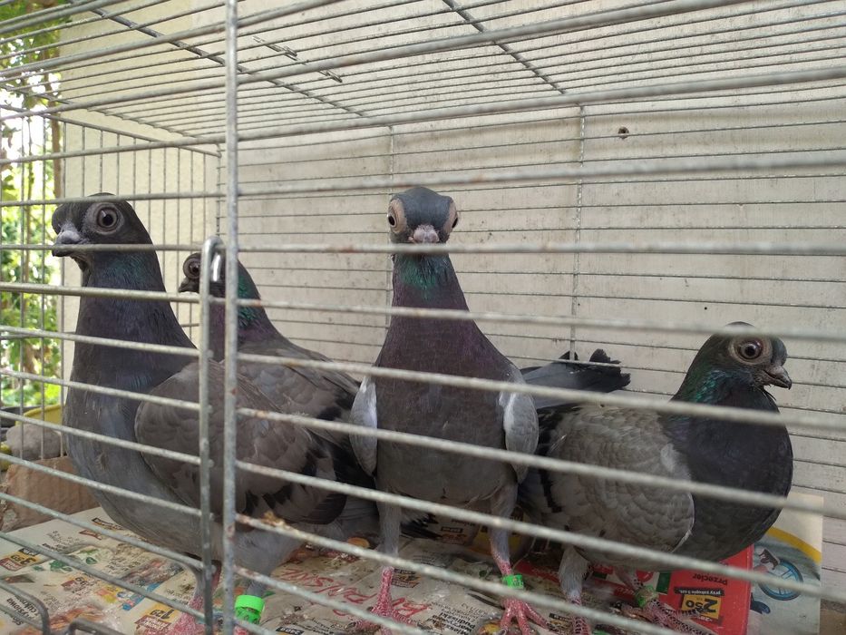 Szek polski, mewka polska