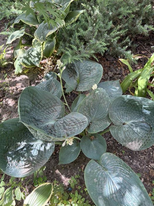 Хоста Бігдеді велика