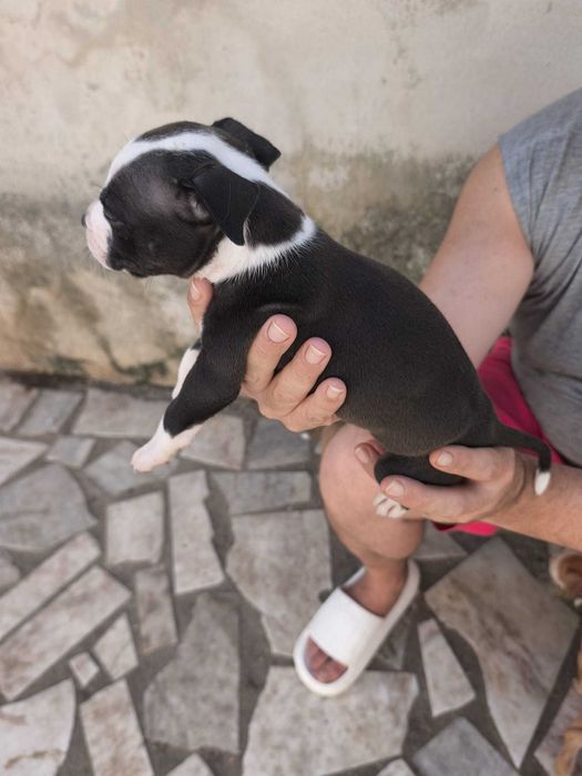 Cachorrinhos para adopção