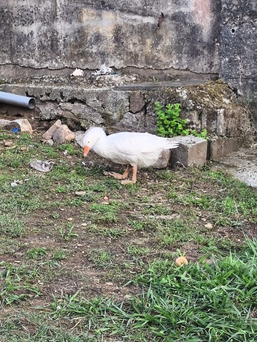Casal de gansos ...