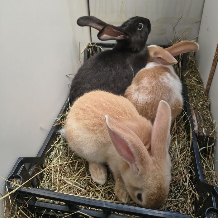Coelhos para criação