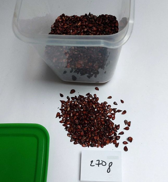 pestki pigwowca na nalewkę 270 g