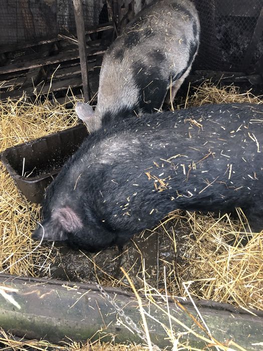 Вьетнамські кнурики