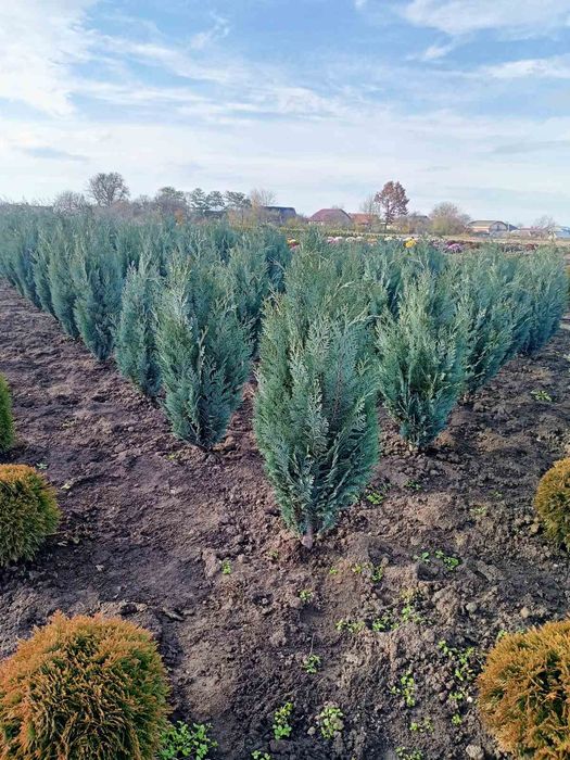 Туї, ялівець, дерен, бірючина, хакуро нішікі