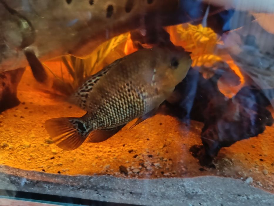 Pielęgnice 2 sztuki