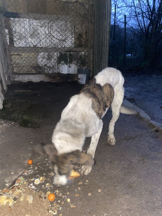 Cao muito meigo doar