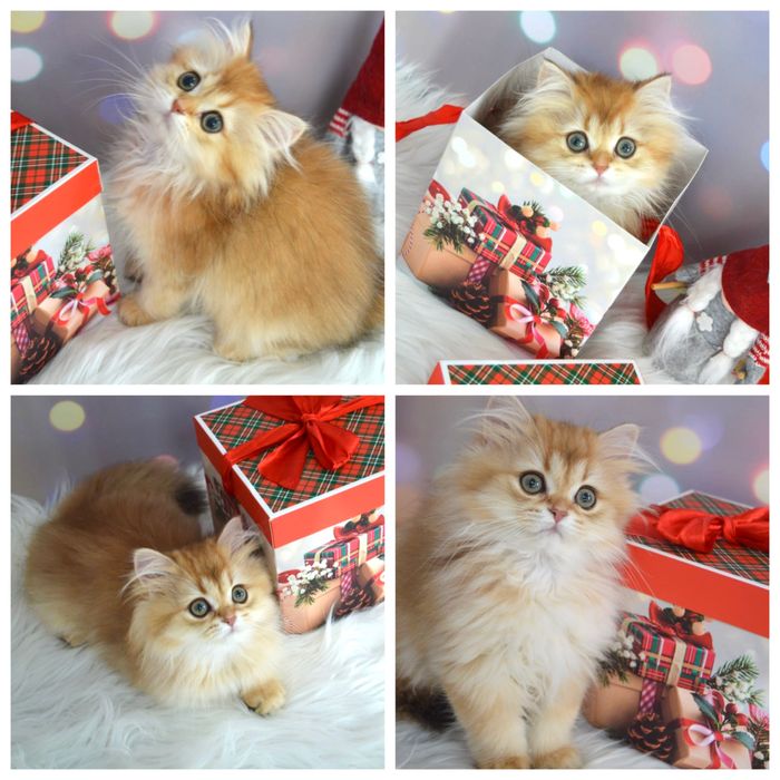 Британська золота шиншила кошенятка