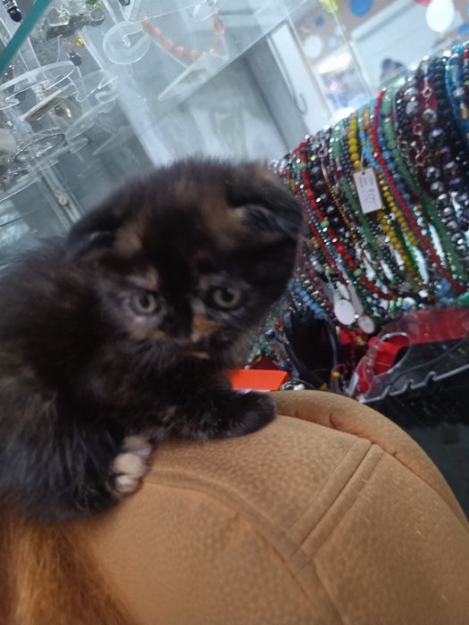 Чистопородна дівчинка scottish fold рідкісногозабарвлення
