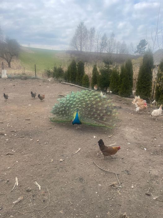 Sprzedam pawie czarnoskrzydle, niebieskie