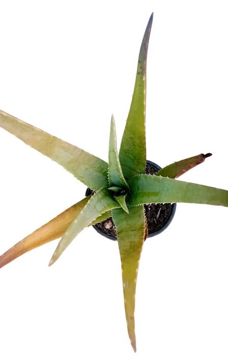 Aloe Vera Barbadensis