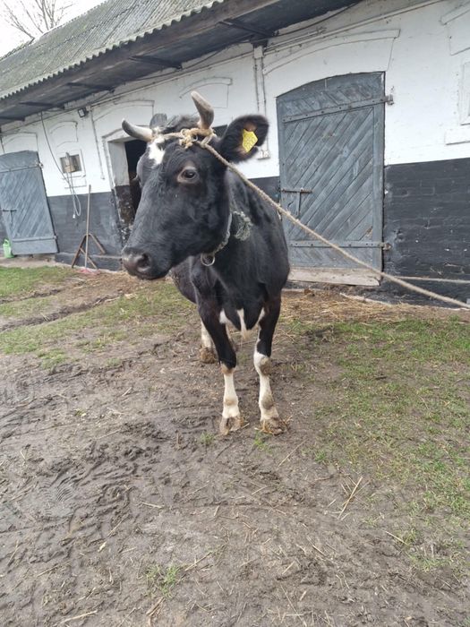 Sprzedam krowe cielna