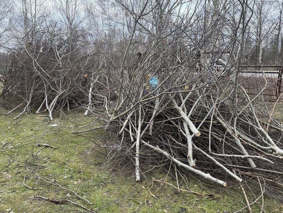 Gałęzie, chrust, oddam za darmo