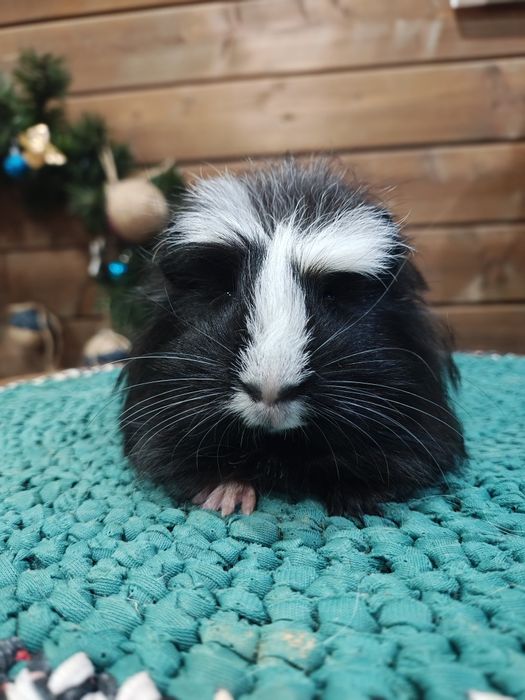 Коронет, морська свинка.