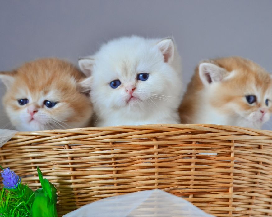 Шикарные детки в драгоценных шубках