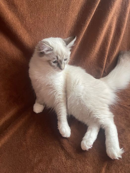 Кошеня ,хлопчик ,породи Невська-Маскарадна