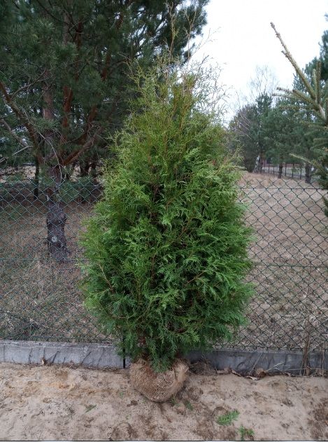 Tuja, tuje szmaragd brabant,kurnik, kolumna, tuje do 300cm, SADZIMY