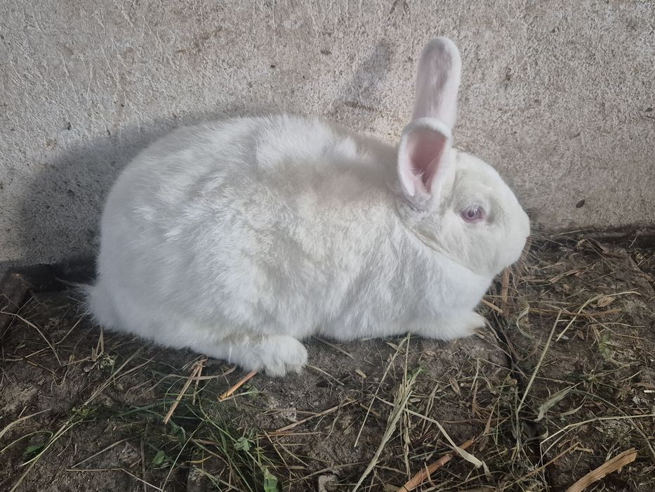 Króliki mieszańce mięsne