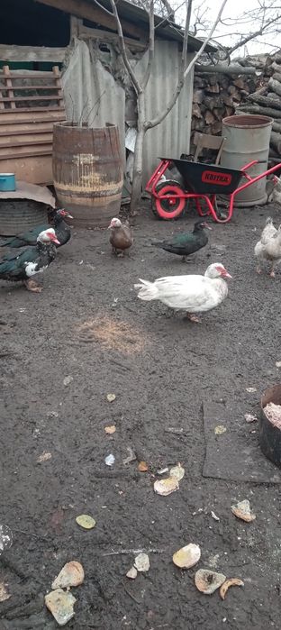 Продам качок мулардів живою вагою