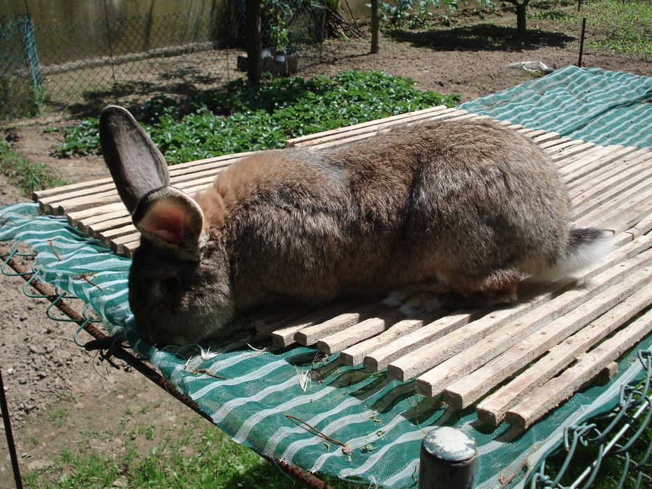 Coelhos Leonardo Borgonha e cruzados gigantes de Flandres