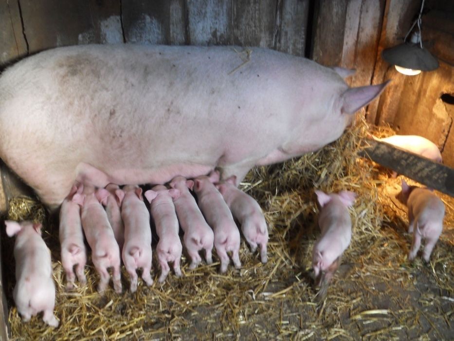 Продам поросят !!! Поросята