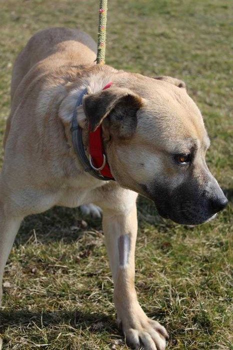 104984 Elza do adopcji.