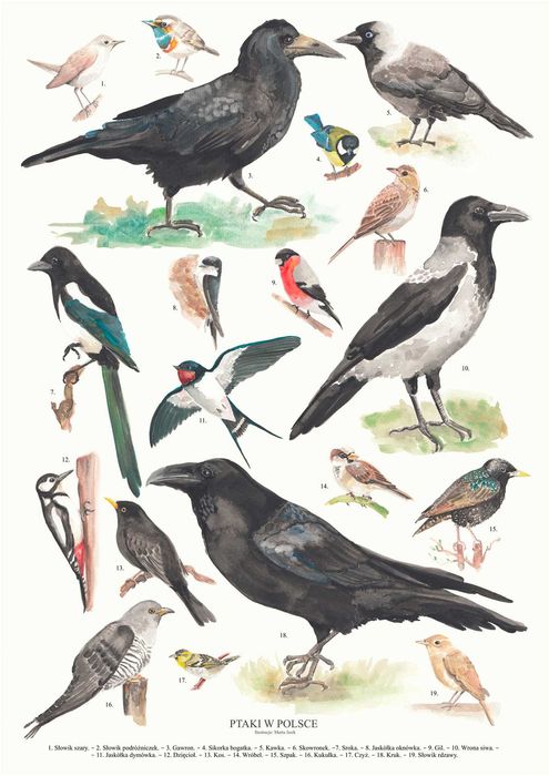 Plakat "Ptaki w Polsce" A2 autorski + gratis