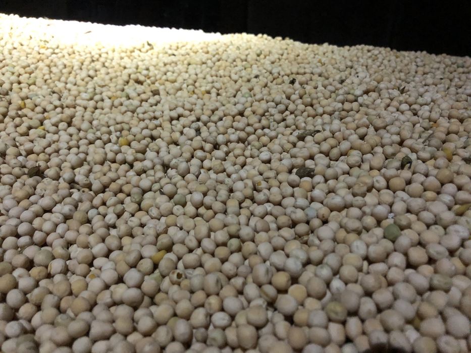 Groch siewny ozimy Dexter