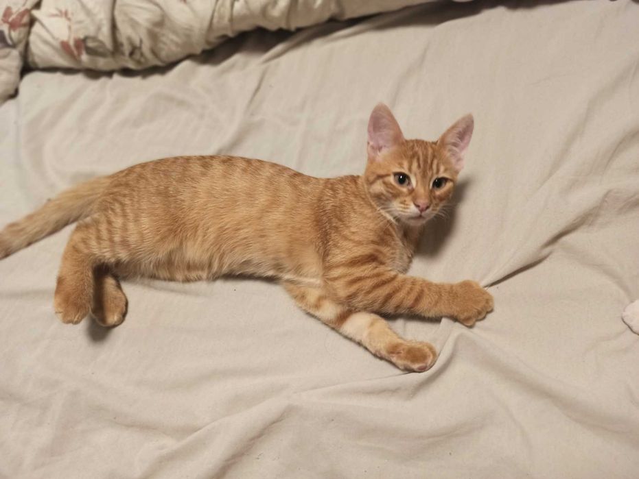 Котята, маленькие солнышки