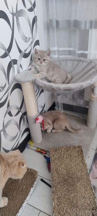 Шотландські кошенята