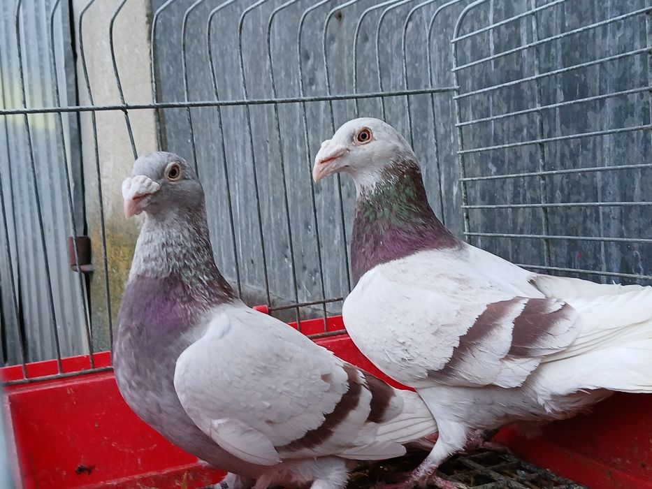 Gołębie staropolskie