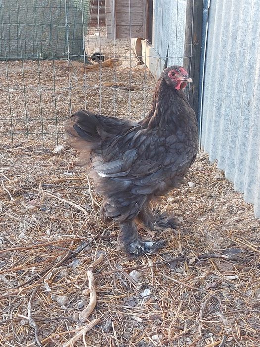 Pintos brahmas Black