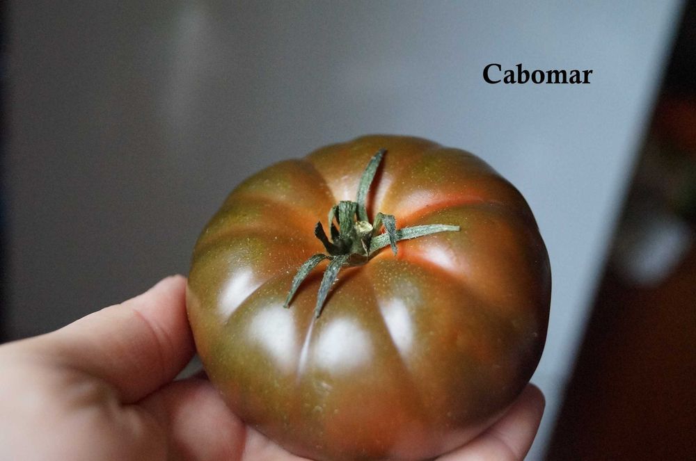 Nasiona pomidorów Bawole serce i inne