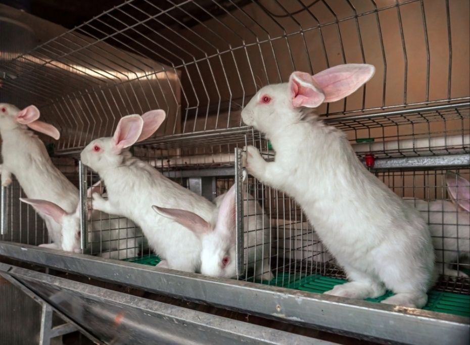 Кролики термонці. Кролі.