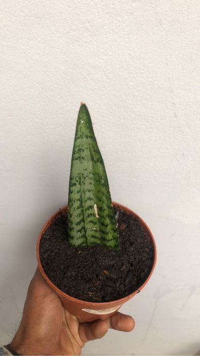 Snack plant. only peak up