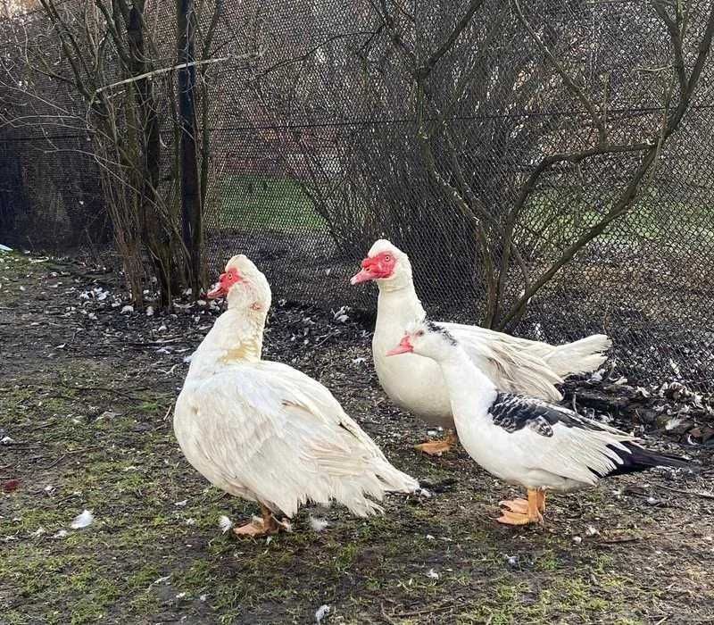 Kaczka francuska Sprzedam