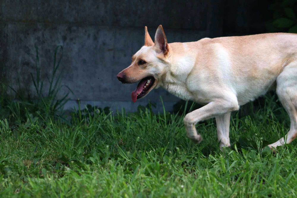 Zdunek – wspaniały towarzysz gotowy na nową rodzinę