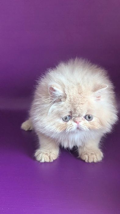 Персидський хлопчик кремовий Клайд  бронь