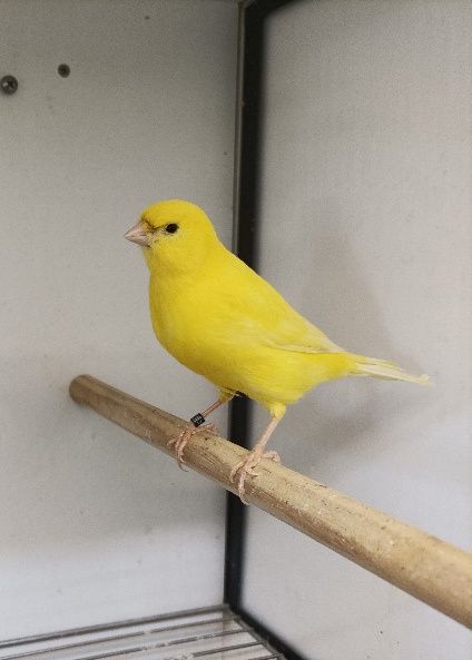 Canários Amarelos Intensos e Nevados