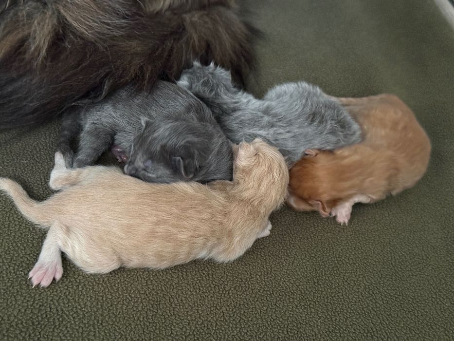 Maine Coon do rezerwacji