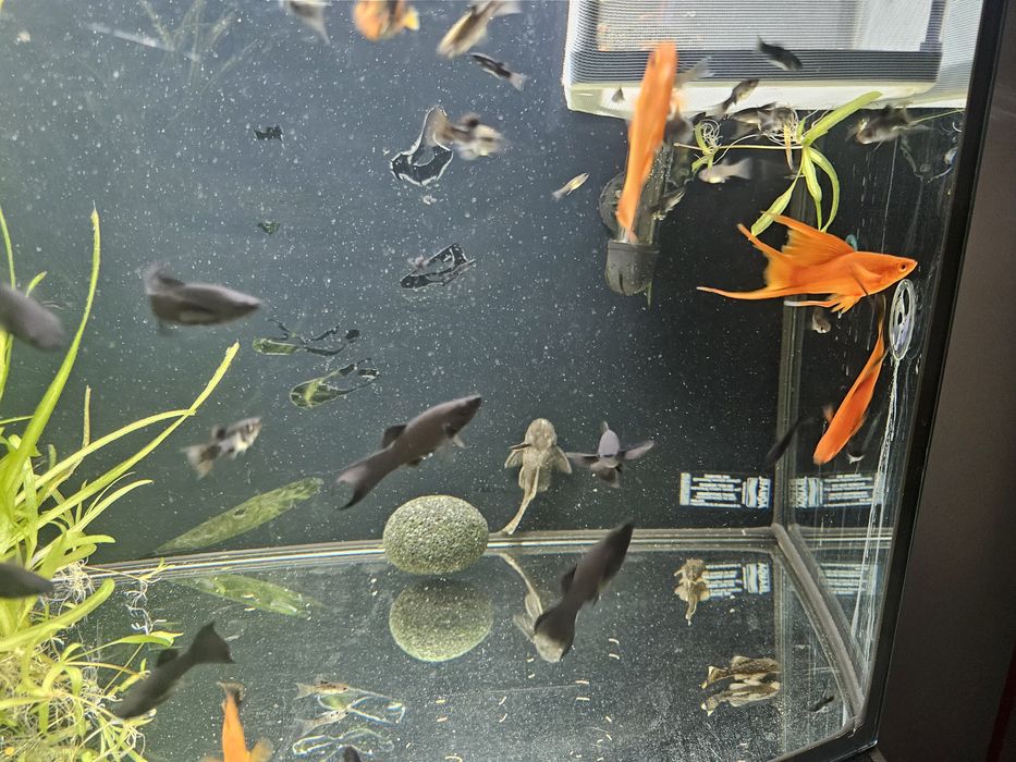 Molinezje i mieczyki