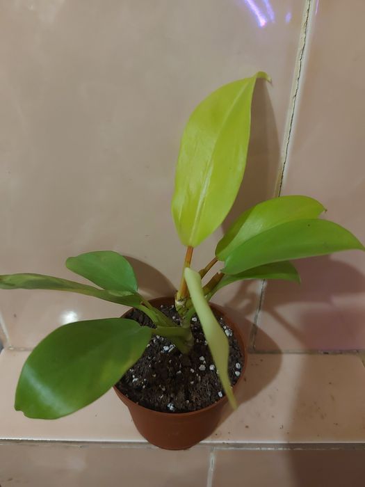 Дифенбахія ,фікуси, філодендрони