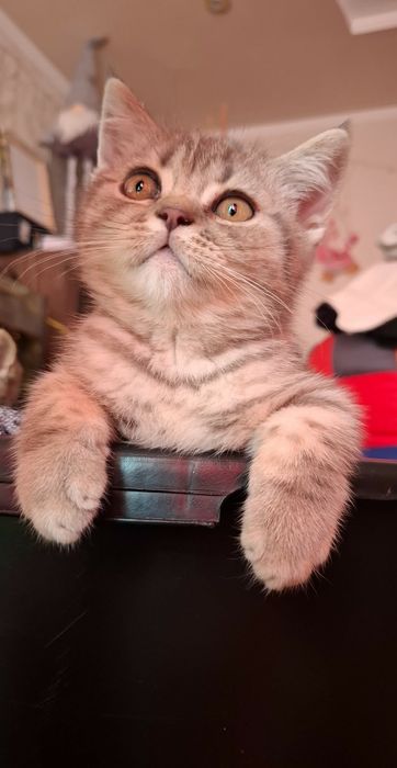 Шотландські кошенята