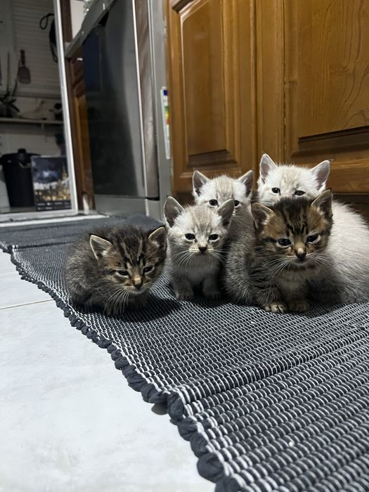 Todos Reservados - Gatinhos bebes, ninhada machos