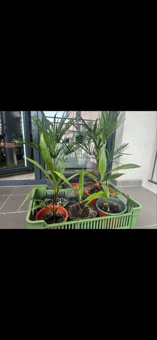 Nasiona palmy Waszyngtonia Robusta, palma meksykanska