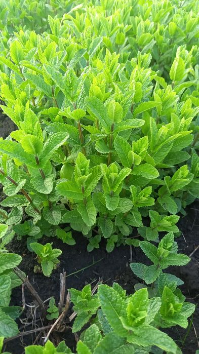 М'ята Мароканська