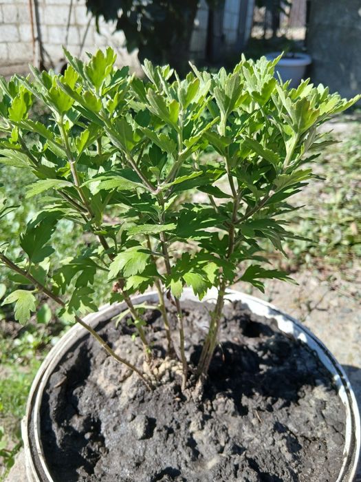 Хризантеми два кольори.