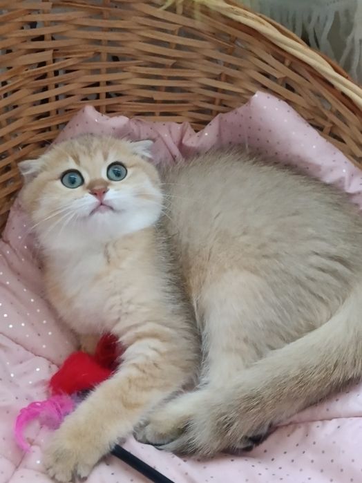 Красивенні котики